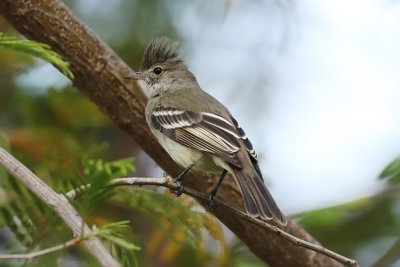 Yellow-bellied Elaenia 9552s.jpg