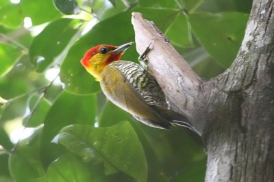 Yellow-throated Woodpecker 9894s.jpg
