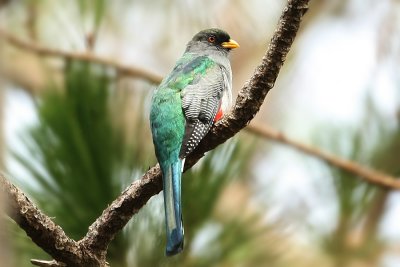 Hispaniolan Trogon 8780s.jpg