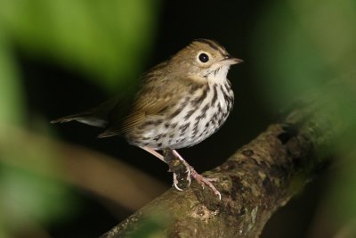 Ovenbird 8974s.jpg