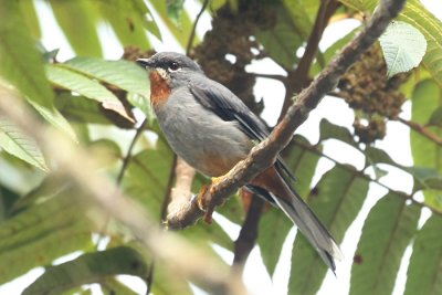Red-throated Solitaire 8775s.jpg