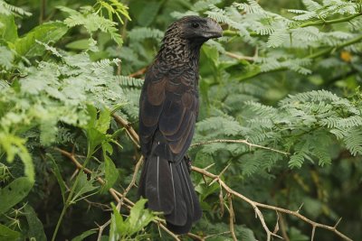 Smooth-billed Ani 8627s.jpg