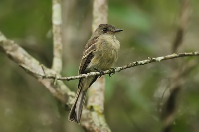 Stolid Flycatcher Perhaps 8732s.jpg