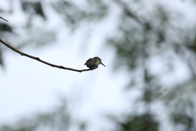 Vervain Hummingbird 8984s.jpg