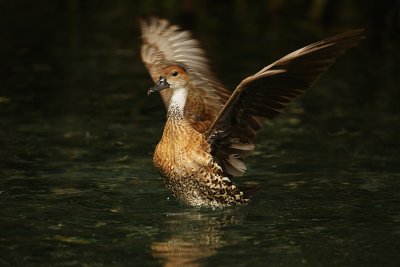 West Indian Whistling-Duck 9058s.jpg