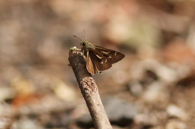 Dingy Skipper - Berowra_2128.jpg