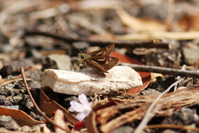 Dingy Skipper - Berowra_2130.jpg