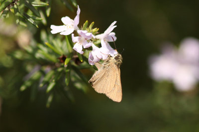 Dingy Skipper - Berowra_2134.jpg
