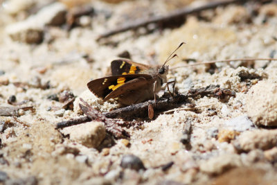 Silver-studded Ochre - Mittagong_2521b.jpg