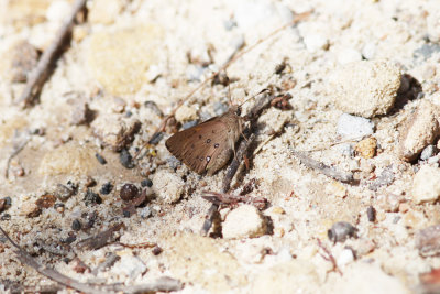 Silver-studded Ochre - Mittagong_2528b.jpg