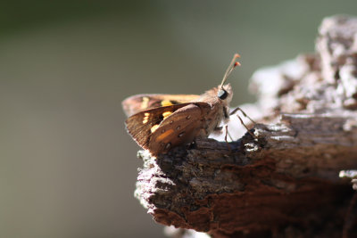 Silver-studded Ochre - Mittagong_2542b.jpg