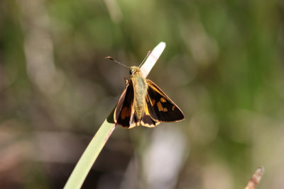 Silver-studded Ochre - Mittagong_2547b.jpg