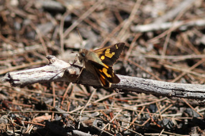 Silver-studded Ochre - Mittagong_2551b.jpg