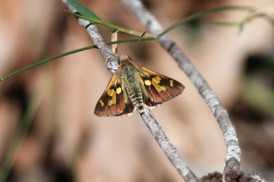 Trapezites iacchoides (Silver-studded Ochre)