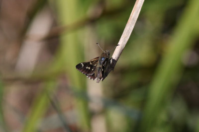 Two-spotted Grass Skipper - Mittagong_2497b.jpg