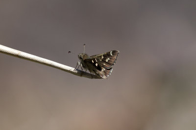 Two-spotted Grass Skipper - Mittagong_2502b.jpg
