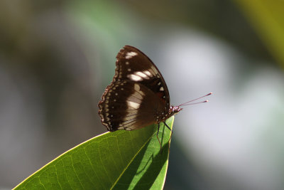 Common Eggfly 4442bs.jpg