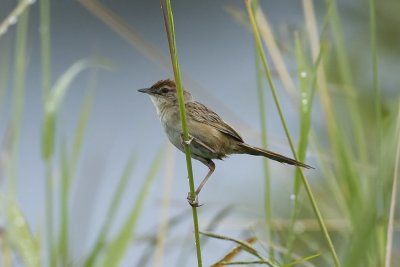 MEGALURIDAE: Grassbirds, Songlarks & Grasshopper Warblers