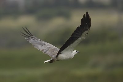 White-breasted Sea Eagle_7750.jpg