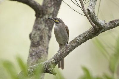 Yellow-faced Honeyeater_1808b.jpg