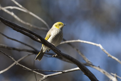 Yellow-plumed Honeyeater_9903.jpg