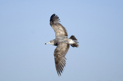 Black-tailed Gull_0518b.jpg