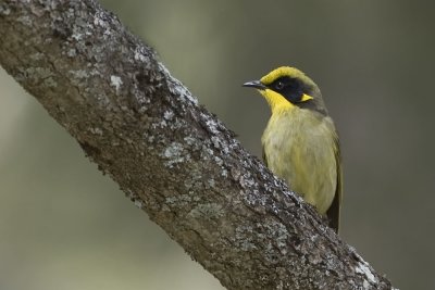 Tufted Honeyeater_6054.jpg