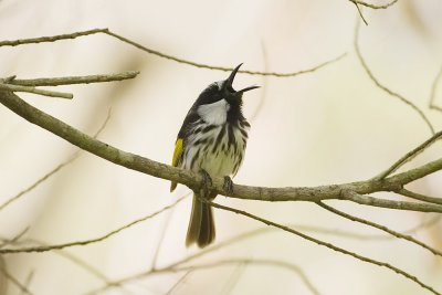 White-cheeked Honeyeater_2035b.jpg
