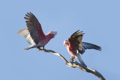 Galah_1958b.jpg