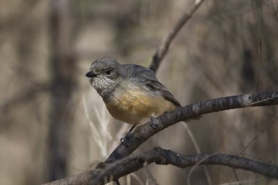 Rufous Whistler_2019.jpg