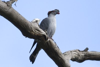 Top-knot Pigeon_3962.jpg