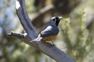 Black-faced Monarch_2278b.jpg