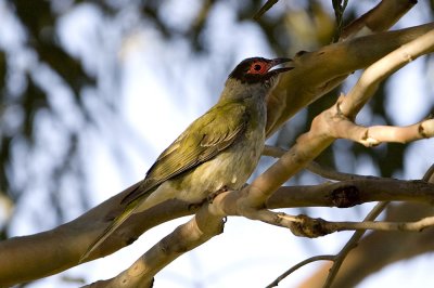 ORIOLIDAE: Figbirds & Orioles