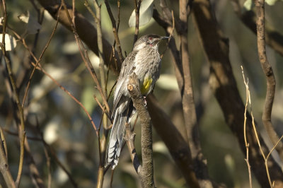 Red Wattlebird_2423.jpg