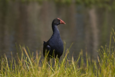Purple Swamphen_1200b.jpg