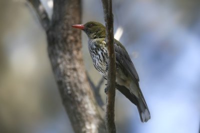 Olive-backed Oriole_1189b.jpg