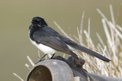 Willie Wagtail_0731.jpg