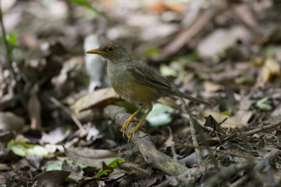 Island Thrush_7793b.jpg