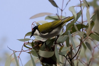White-naped Honeyeater_1465.jpg