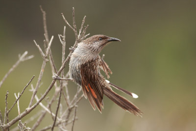 Brush Wattlebird_7986.jpg