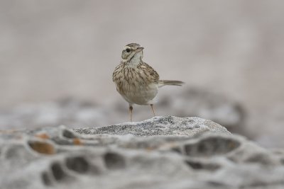 Australian Pipit_8050.jpg