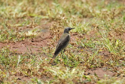 Yellow_Wagtail_2608bs.JPG