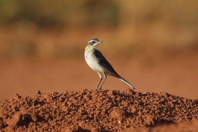 Yellow_Wagtail_2734bs.JPG