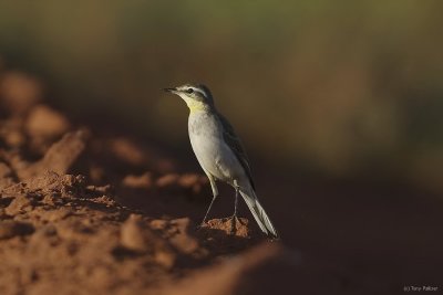 Yellow_Wagtail_2753bs.JPG