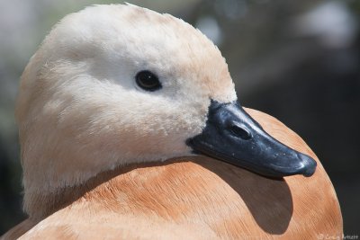 Taronga Zoo