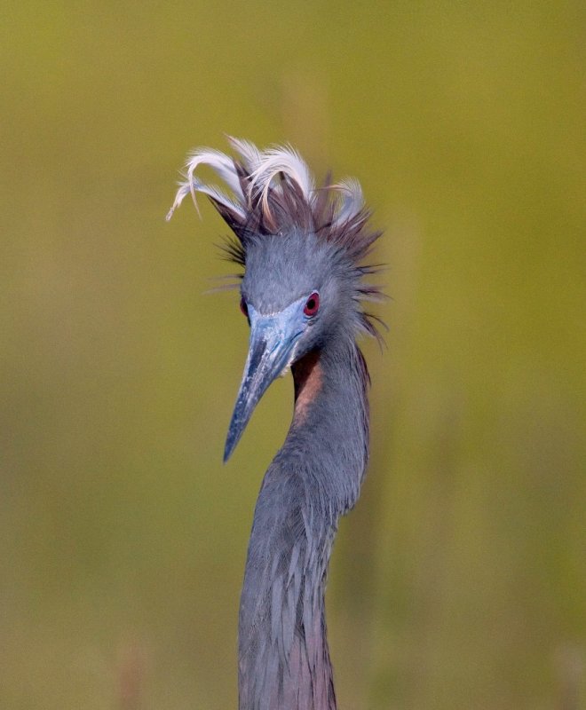 Fancy Hairdoo (Little Blue Heron)