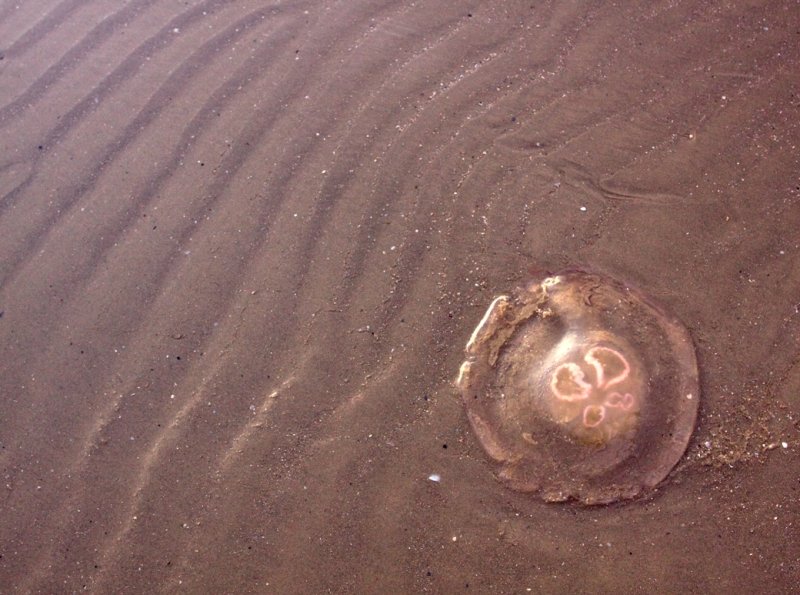 Sand Ripples & Jellyfish