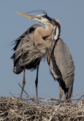 Heron Embrace