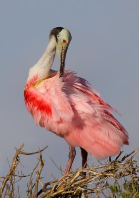 Preening Spoony on Sticks