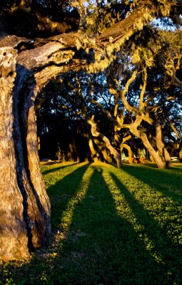 Live Oak Sunrise